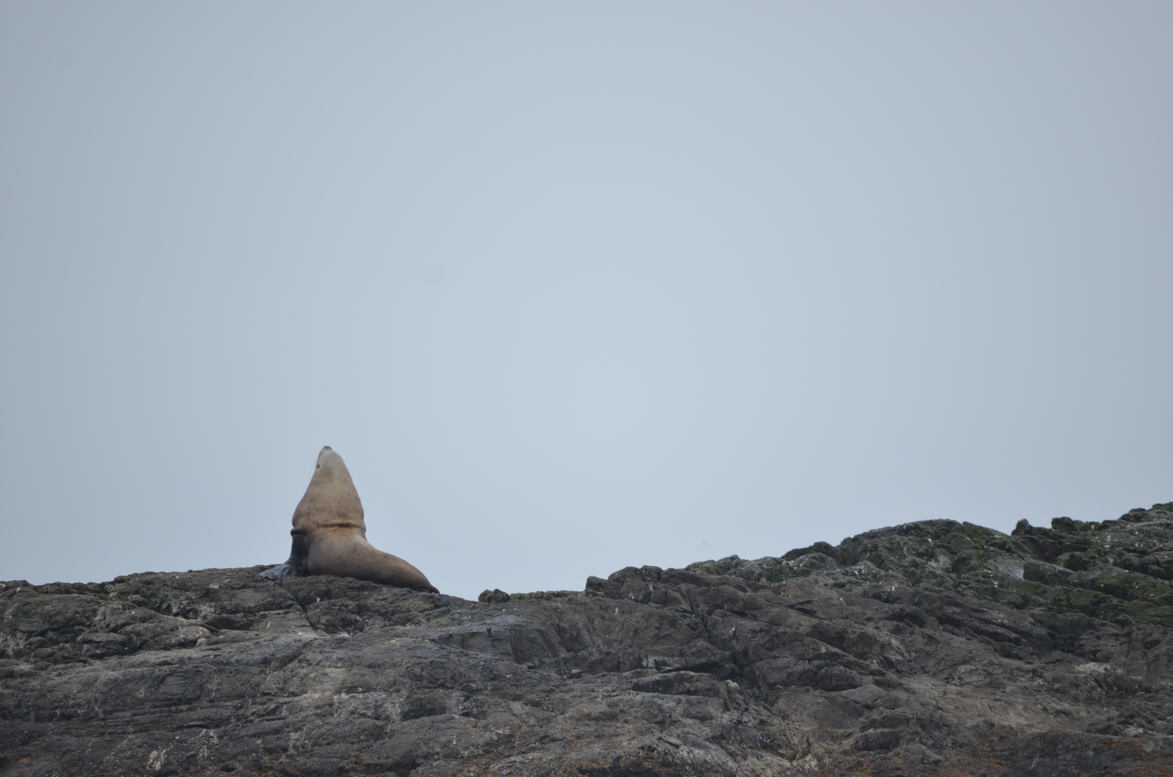 photos/wildlife/Mammal_Species/Steller Sea Lion/DSC_0355.JPG